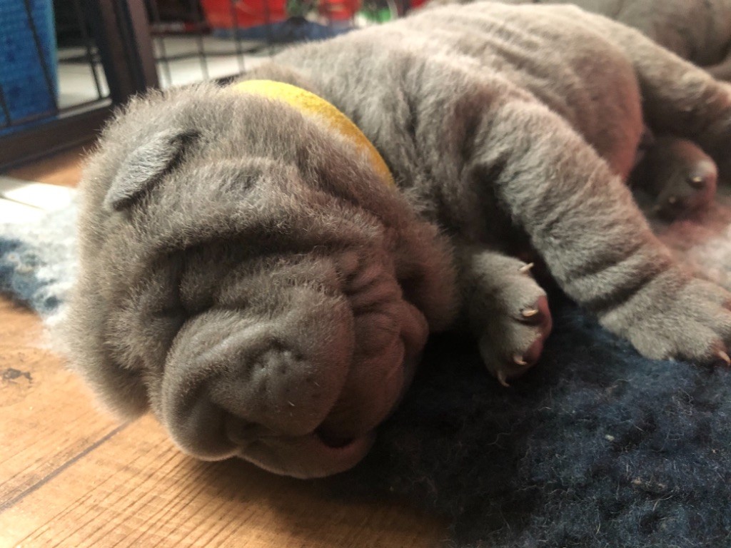 De L'empire Des Plissés - Shar Pei - Portée née le 17/04/2021